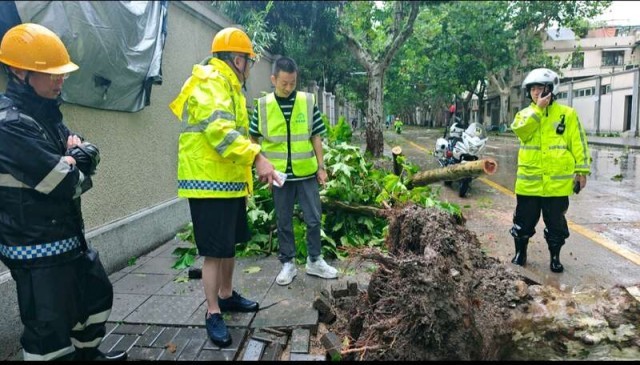 最强台风过境这群青年连夜扶树、种树、清理道路br已处理行道树倒伏7800余株中秋瀑布灯正常开启(图2)