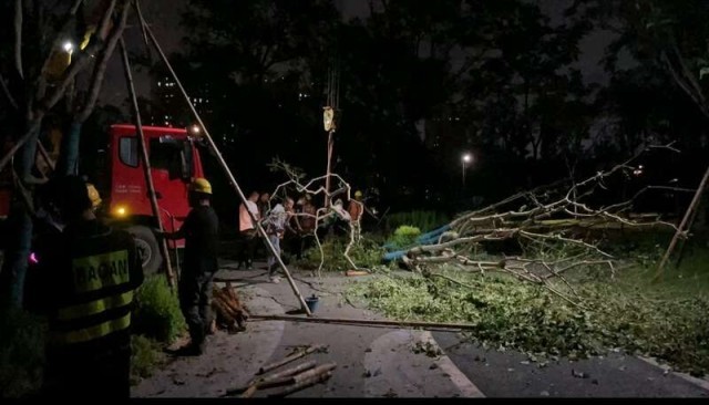 最强台风过境这群青年连夜扶树、种树、清理道路br已处理行道树倒伏7800余株中秋瀑布灯正常开启(图4)